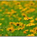 응아지 나루 이미지