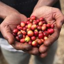 체리콩커피 이미지