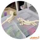 크레하니