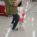 캉캉펫