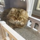 명품고양이카페 이미지