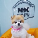 mm애견공방 이미지