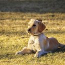 강아지랑 이미지