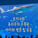 중부-현장-중부-1440 | 오키나와 츄라우미 수족관 할인 주차 내부식당 돌고래쇼 관람팁 대모음