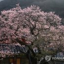 백양사(순천) 이미지
