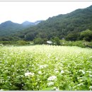 메밀꽃필무렵 이미지
