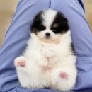 비비펫동물병원 이미지