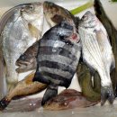 조도대교 이미지