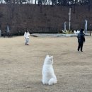 까비네펫살롱 이미지