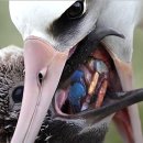 알바트로스 이미지