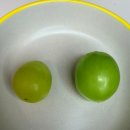 성실유통 | 재구매율 1위 리빌리지 샤인머스켓 후기 영천 하명마을 산지직송 비건 과일