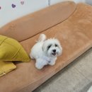 유어펫 일산본점 이미지