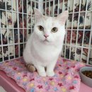 [입소] 릴로 이미지