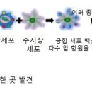 융합세포란(융합셀 암 면역세포) 제5세대 치료법 이미지