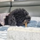 어뇽어뇽 | 강아지 수제간식 기호성 최고 &#34;어뇽어뇽&#34; 후기