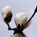 안성남사당공연장 이미지