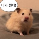 전주족발 내돈내산 송천동 " 만족왕족발보쌈 " 맛은 있긴한데,,, 별로였던 후기