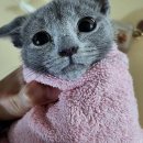 대전 고양이분양 퍼스트캣 대전점 | 고양이 분양 전 꼭 알아야 할 것들: 고양이 입양 후 적응 기간부터 대전고양이분양 퍼스트캣 대전점...