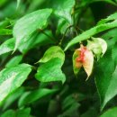 무주화원 이미지