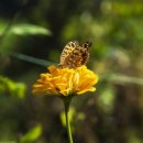 해피알프스 이미지