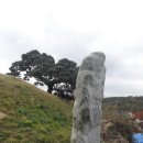 서창 소나무 이미지