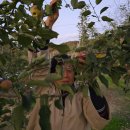 산막사슴농장 이미지