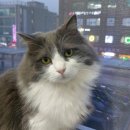 더 포레 동물병원 이미지