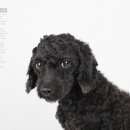 콩이 애견샵 이미지