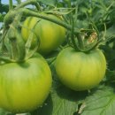 금순농장 이미지