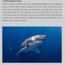 ﻿I. All About Sharks(상어에 대한 모든 것) ﻿II. 상어의 종류와 특징 이미지