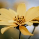 한우소머리진곰탕 이미지