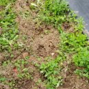 똘배농장 이미지