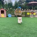 견애가