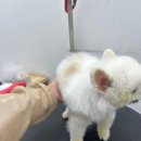 어썸펫 동물병원 이미지