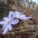 피재골약수터 이미지