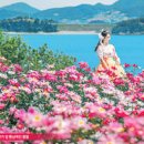 고흥 인생사진 핑크빛 가득한 작약꽃밭 만개 이미지