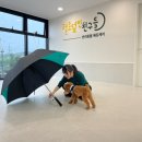 털로덮인친구들 달서점 이미지