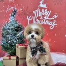 무아몽 해운대 강아지 애견미용 이미지