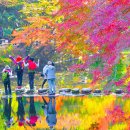 &#34;2주밖에 안 열린다는데 난리 났다&#34; 애기단풍이 폭포처럼 쏟아지는 절경 코스 이미지