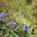 청보라빛 용담꽃에서 공존을 느끼며. 이미지