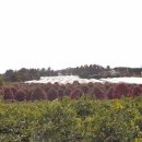 동백목장 이미지