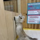 (유)백제 | 전주 신시가지 대형 고양이카페 추천 ‘아이캣유’ 후기(입장료/주차/솔직후기)