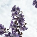 오동나무 이미지