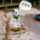 개밥그릇 이미지