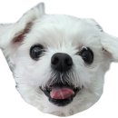 개꿀 | [국내여행/태안] 태안 신상 애견 동반펜션 ‘개꿀잠’ 후기