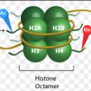 히스톤(HisTone) 이미지