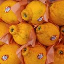 충주청과 이미지