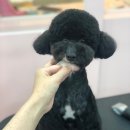 베이글버트그루밍
