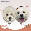 이수의과병원부설수정소 | 강아지 당뇨성 백내장 수술 : 안과, 마취과, 내과 전공의 협진 예은동물의료센터!