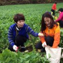 양구펀치볼사과 이미지